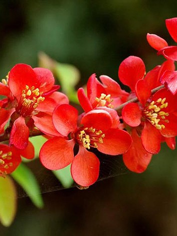 Bíbor japán díszbirs, Chaenomeles x superba ‘Crimson and Gold’  