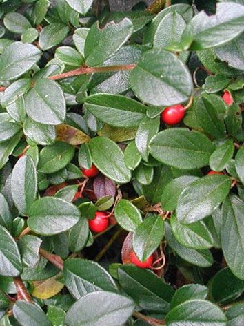 Puszpánglevelű törpe madárbirs, Cotoneaster buxifolia ’Nana’