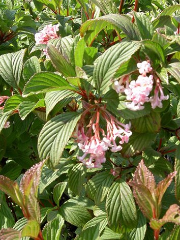 Kikeleti bangita, Viburnum bodnantense ’Dawn’