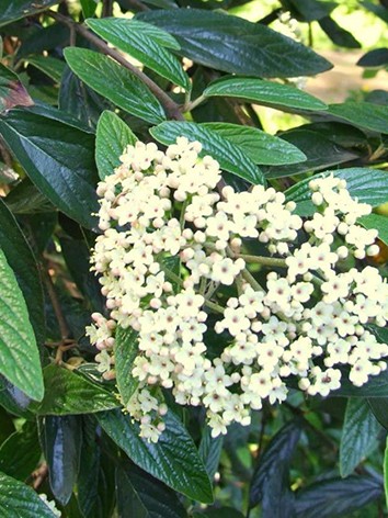 Prágai bangita,Viburnum ’Pragense’ 