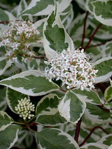 Díszsom, fehértarka levelű, Cornus alba 'Sibirica Variegata'