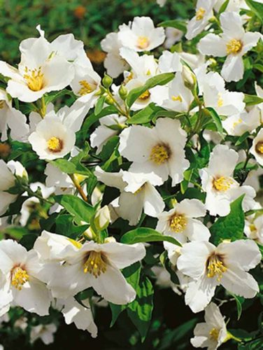 Illatos jezsámen, Philadelphus ’Etoile’