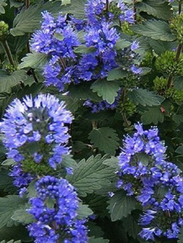 Kínai Kékszakáll, Caryopteris incana 'Kew Blue'