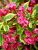 Rózsalonc, sárgatarka levelű, Weigela flor. 'Bristol Ruby Variegata'