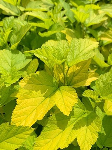 Hólyagvessző, sárga levelű, Physocarpus op. ’Dart’s Gold’