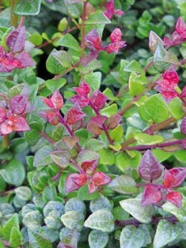 Mirtuszlonc, Vöröses levelű, Lonicera nitida 'Red Tips'