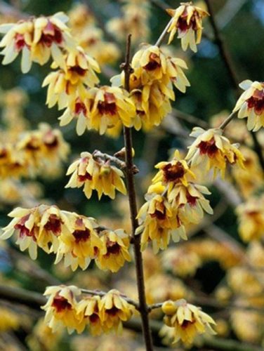 Illatos Tündérfa, Chimonanthus praecox