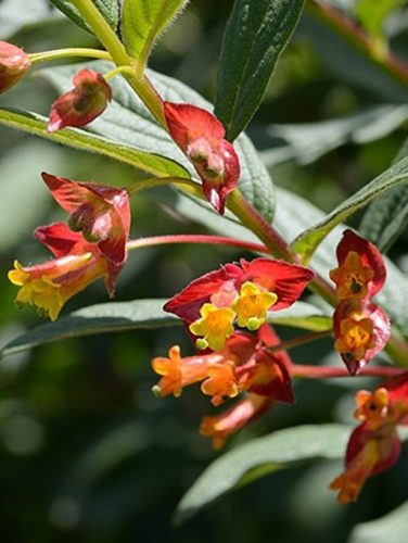 Medveszőlő- vagy szamóca lonc, Lonicera involucrata var. ledebourii