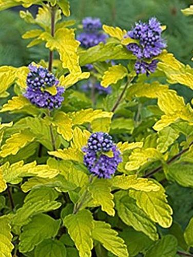 Kékszakáll, sárga levelű,  Caryopteris clandonensis 'Hint of Gold'