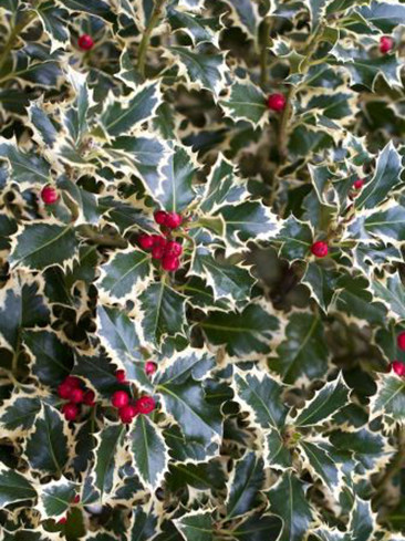 Tarka levelű magyal, Ilex aquifolium Argenteomarginata