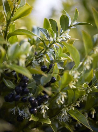 Bogyóspuszpáng, Sarcococca hookeriana var. Humilis