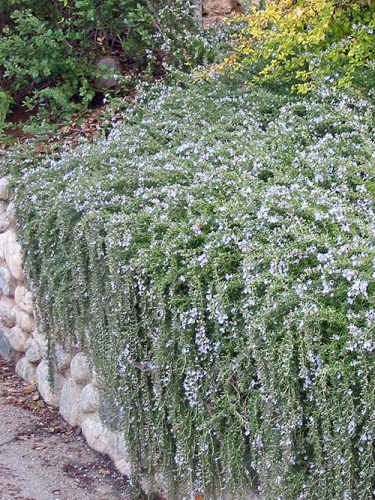 Kúszó rozmaring, Rosmarinus officinalis Prostratus