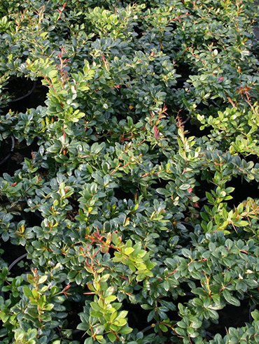 Ékszerborbolya, Berberis media 'Park Jewel'