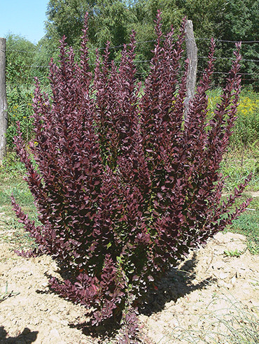  Oszlopos vérborbolya, Berberis thunbergii 'Red Rocket' 