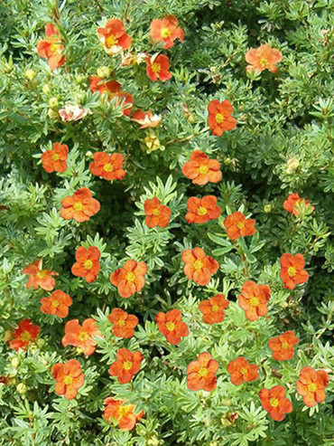 Cserjés pimpó, narancs-piros virágú, Potentilla fruticosa 'Red Ace'