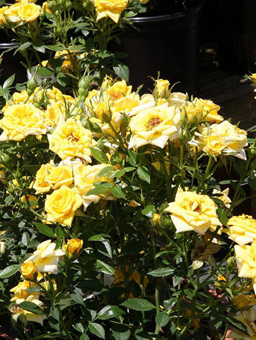 Rosa 'Golden Sun'