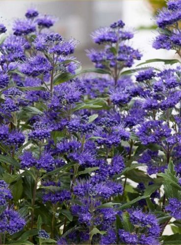 Oszlopos kékszakáll, Caryopteris clandonensis 'Grand Blue'