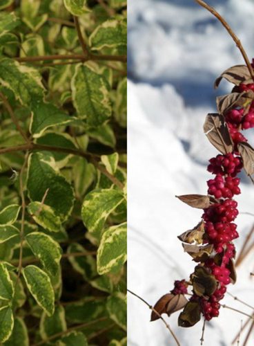 Tarka hóbogyó, Symphoricarpos orbiculatus 'Follis Variegatus' 