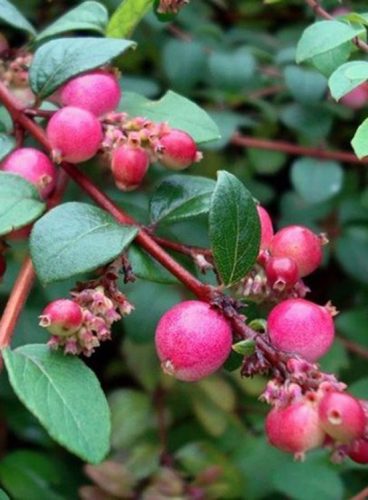 Kislevelű, vagy Pettyes hóbogyó, Symphoricarpos x chenaultii 'Hancock' 