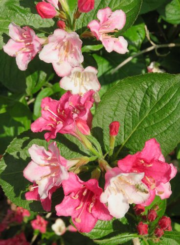 Színváltó rózsalonc, Weigela flor. ‘Carnaval’-