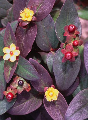 Bordó levelű orbáncfű, Hypericum androsaemum 'Albury Purple' 