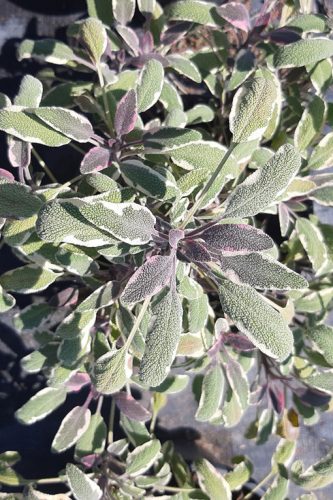 Salvia officinalis Tricolor, Tarkalevelű orvosi zsálya