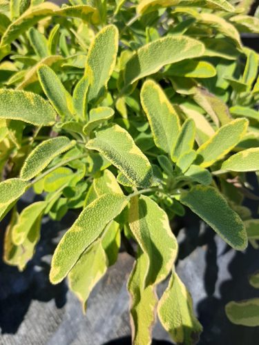 Salvia officinalis Aurea, Sárga levelű orvosi zsálya