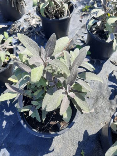 Salvia officinalis Purpurascenc, Bordó levelű orvosi zsálya