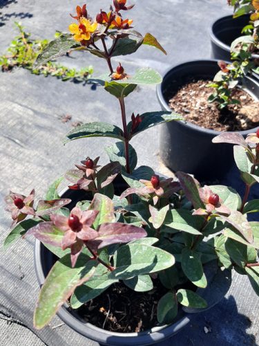 Hypericum Purple Berries, Piros bogyós orbáncfű