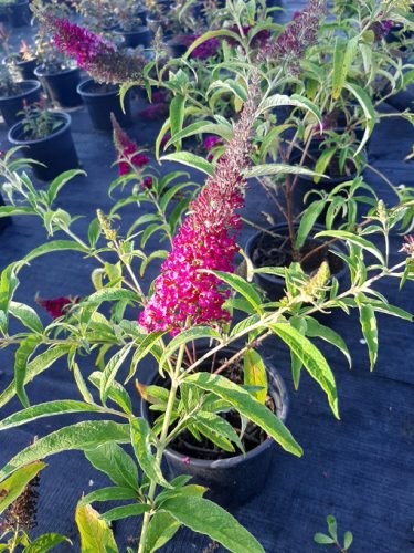 Lilásvörös virágú nyáriorgona, Buddleia davidii 'Sugar Plum'