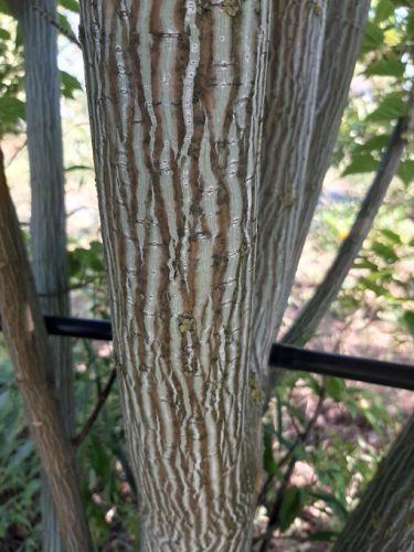 Parókás juhar, Acer capillipes 