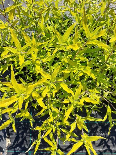 Aranysárga levelű angol kékszakáll, Caryopteris x clandonensis 'Worcester Gold' 