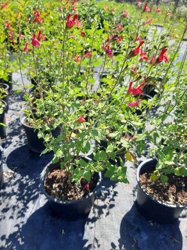 Őszi zsálya, Salvia microphylla 'Hot Lips' 