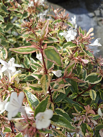Fehér-tarka levelű tárnicslonc, Abelia chinensis Variegata