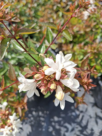 Nagyvirágú tárnicslonc, Abelia grandiflora Sherwood