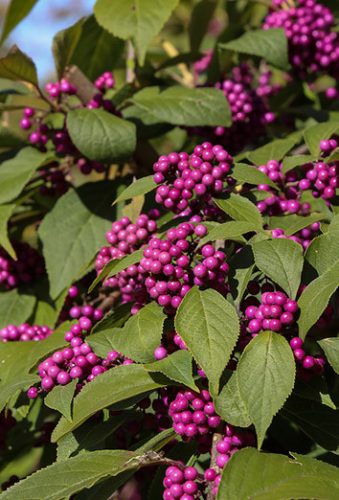 Kínai lilabogyó, Callicarpa bodinieri Profusion	