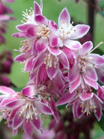 Gyöngyvirágcserje, sötétrózsaszín virágú, Deutzia hybrida 'Magicien' 