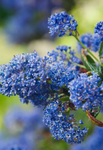 Kék táskavirág, Ceanothus thyrsiflorus Burkwoodii		
