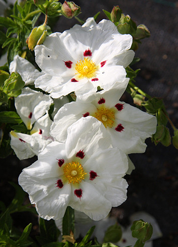 Szuhar vagy sziklarózsa, Cistus dansereaui Decumbens	