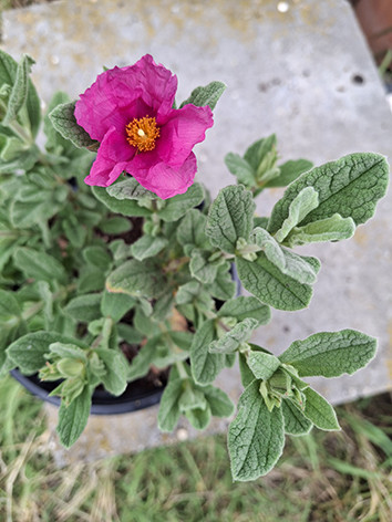 Poros szuhar, Cistus pulverulentus Sunset	
