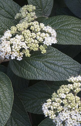 Ráncoslevelű bangita, Viburnum rhytidophyllum Willowwood	