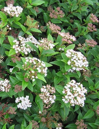 Örökzöld bangita, Viburnum tinus Eve Price