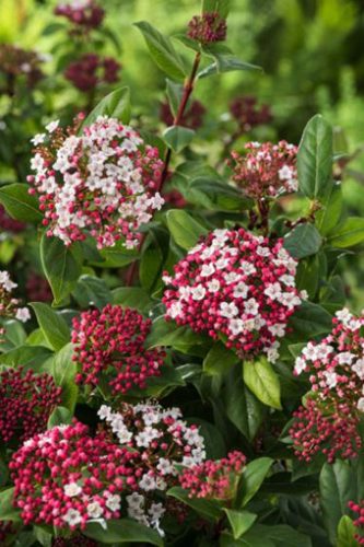 Téli bangita, Viburnum tinus Gwenllian