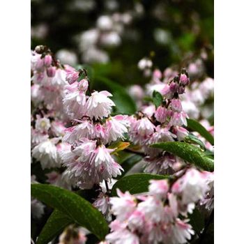   Gyöngyvirágcserje, világosrózsaszín virágú, Deutzia scabra 'Pride of Rochester'