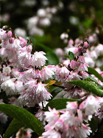 Gyöngyvirágcserje, világosrózsaszín virágú, Deutzia scabra 'Pride of Rochester'