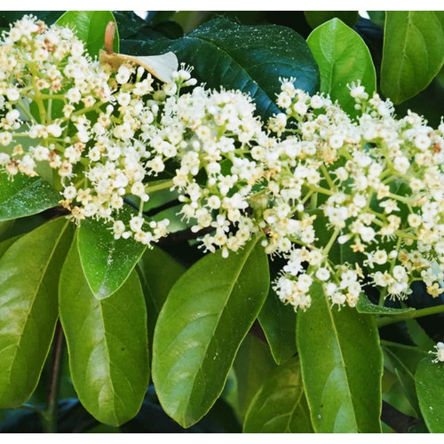 Téli bangita, Viburnum tinus Lucidum