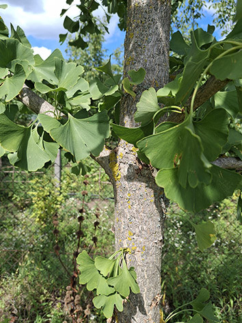  Páfrányfenyő, Ginkgo biloba