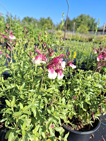 Őszi zsálya, mexikói zsálya,  Salvia microphylla 'Gold and Wine'