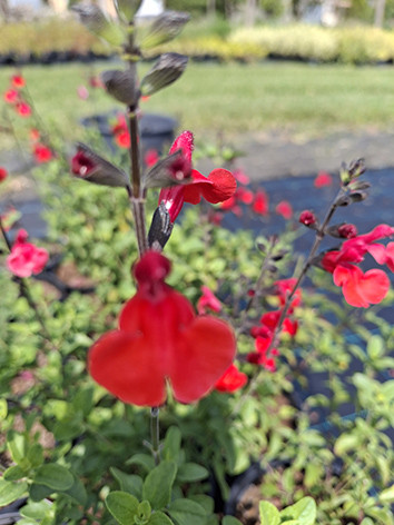 Őszi zsálya, mexikói zsálya, Salvia micropylla 'Red Velvet'