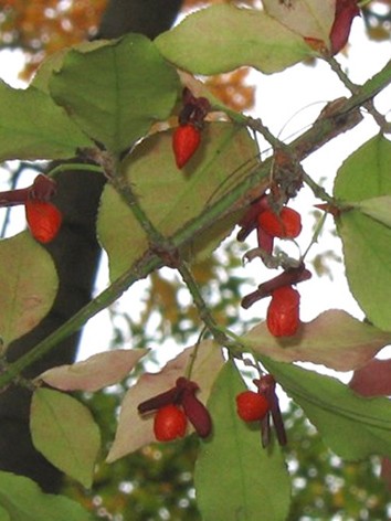 Szárnyas kecskerágó, Euonymus alatus 'Compactus'